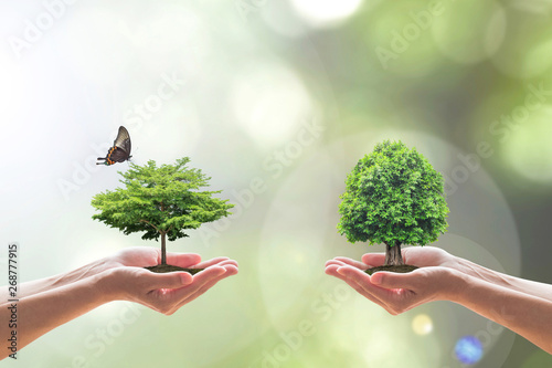 Environmental biodiversity in ecosystem concept with bio diversity in species of tree planting and saving biological life living in clean environment on volunteers hands photo