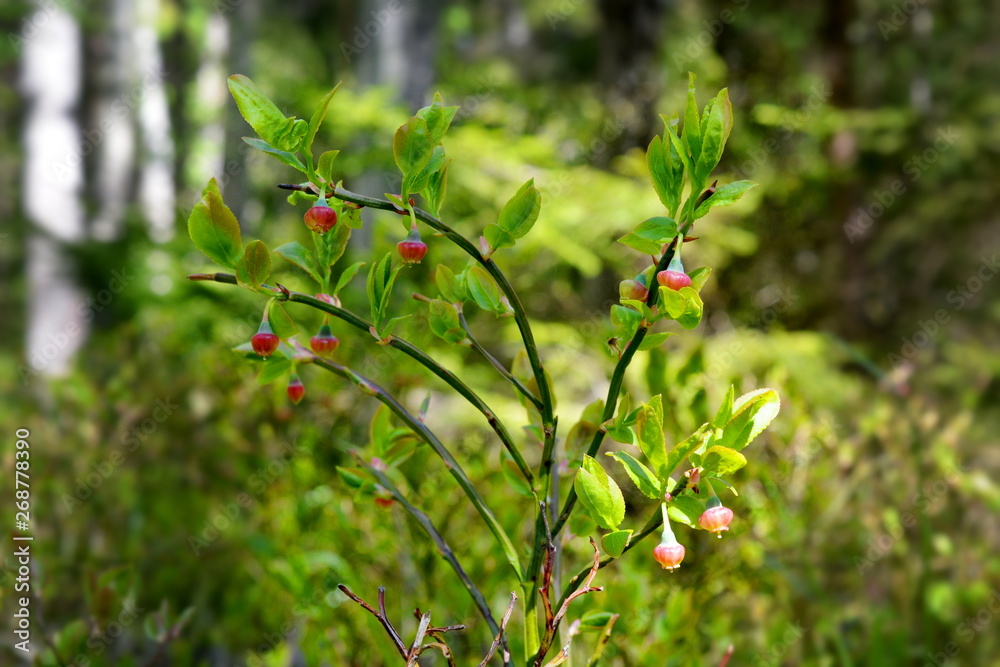 Sprig of blueberries with flowers