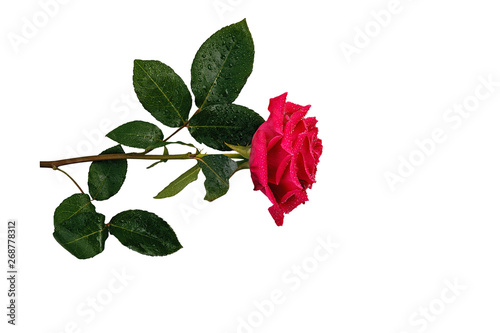 Beautiful red rose close up isolated on white background
