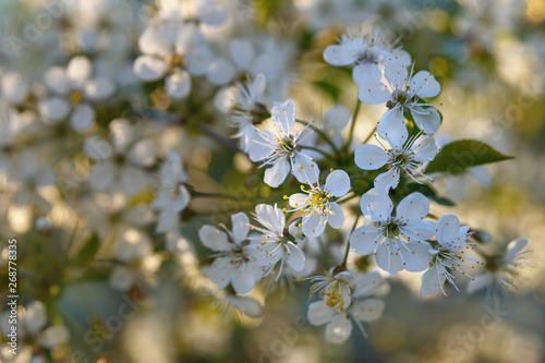 beautiful blooming twig of cherry on a blurred of floral sunny background