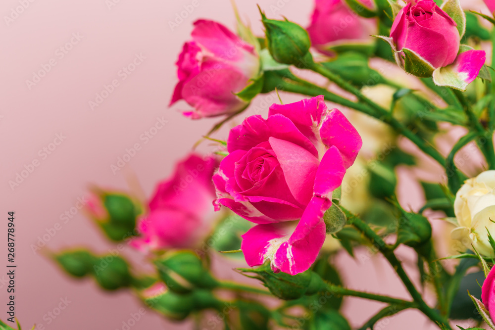 bouquet of small colored roses on a rose background - Image bouquet of small colored roses on a rose background - Image