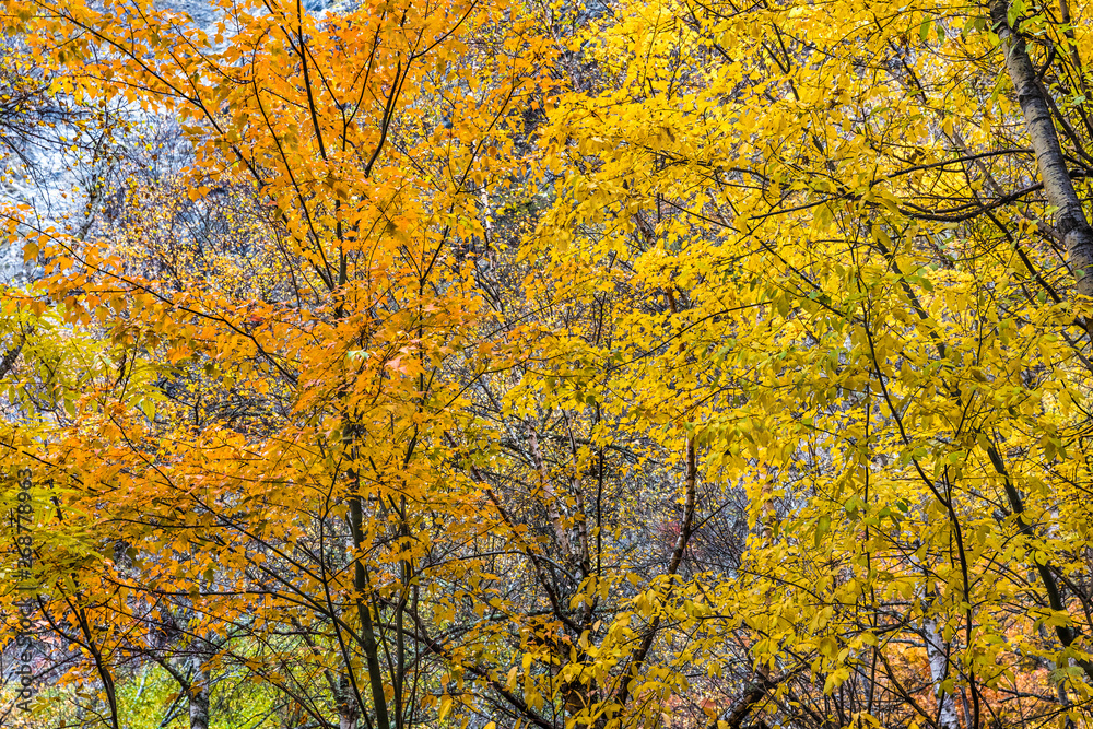 fall in mountain of China fall in mountain of China