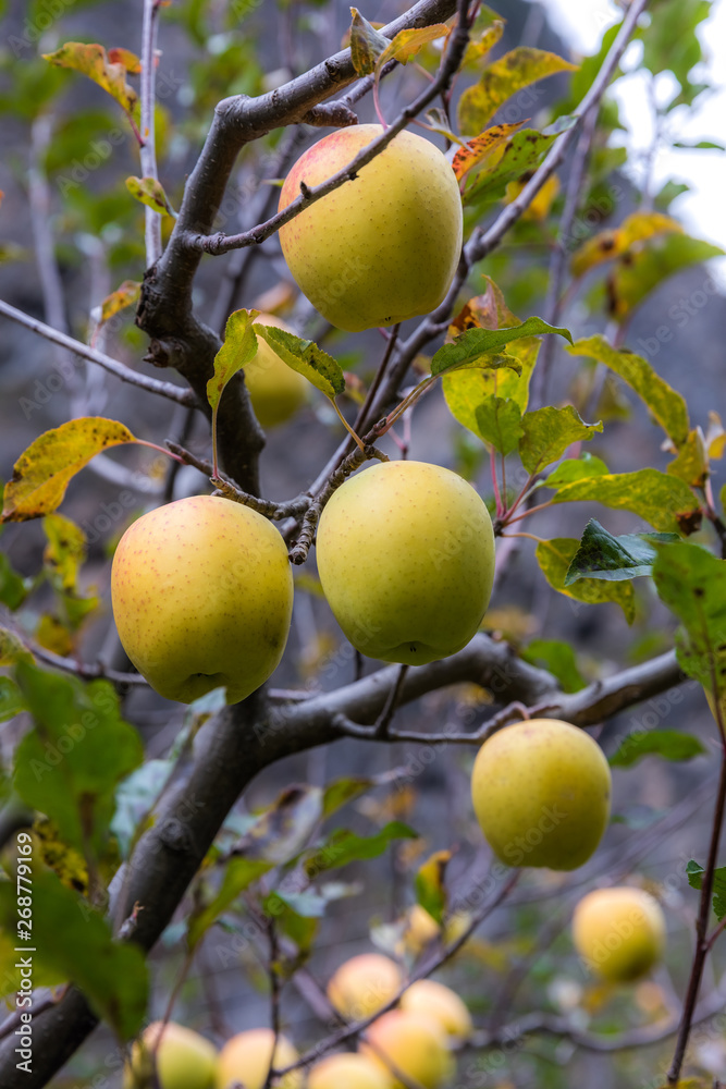 apple on tree in Sichuan China