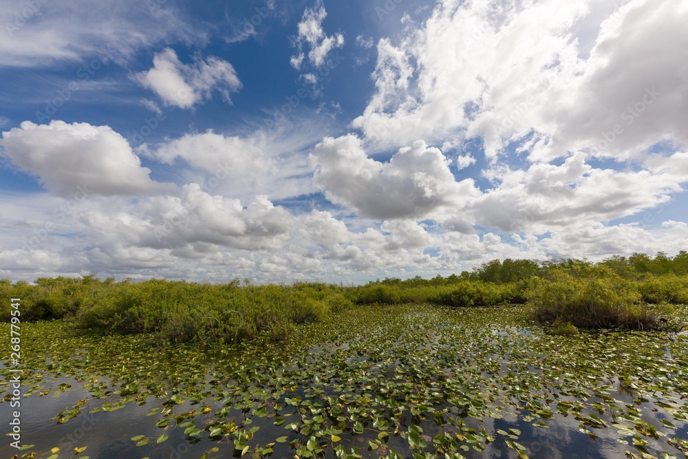 Everglades swamp landscape with marsh water and clouds at blue sky Everglades swamp landscape with marsh water and clouds at blue sky
