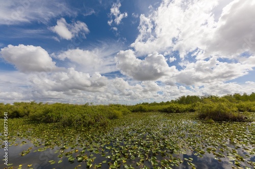 Everglades swamp landscape with marsh water and clouds at blue sky © StudioLaMagica