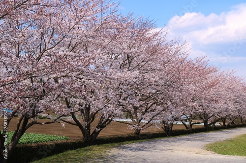 風景 桜 満開 空 茨城