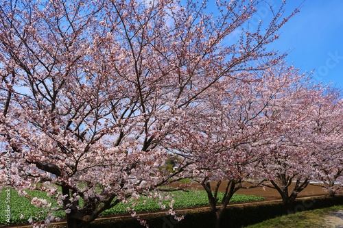 風景 桜 満開 空 茨城