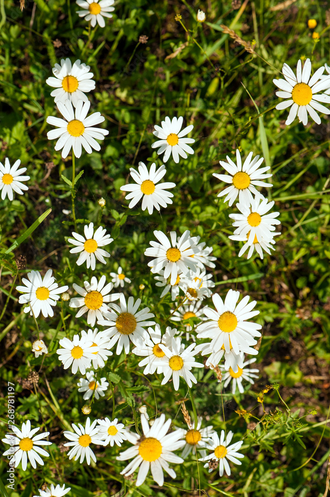 Fototapeta premium White daisy blooms in a field on a summer sunny day. Nature Background with blossoming daisy flowers. Romantic wild green field of daisies with selective focus.