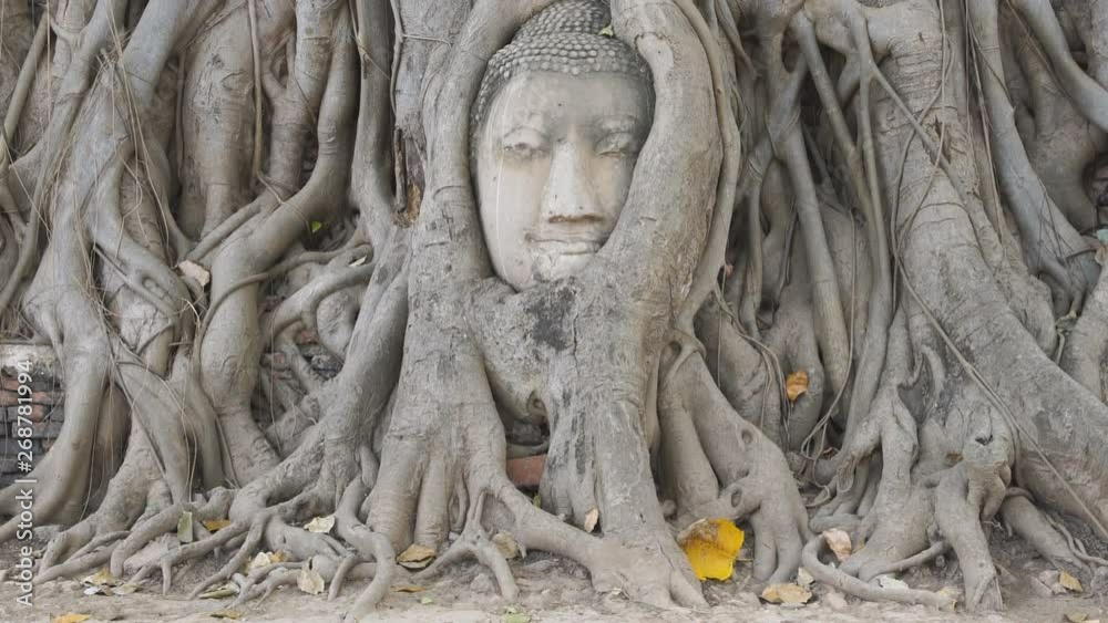 Head of Buddha statue in the tree roots at Wat Mahathat temple, Ayutthaya, Thailand, tilt up.