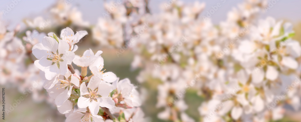 Beautiful spring background, branches of blossoming cherry with soft focus. For Easter and spring cards with copy space and blurred background.