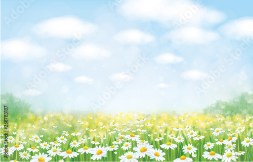 Vector nature background, blue sky, green grass and chamomiles field.