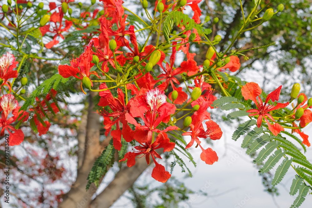 Naklejka premium Peacock Flower tree, Flamboyant, The Flame Tree, Royal Poinciana, beautiful Thai red flower blossom on tree branches with nature background.