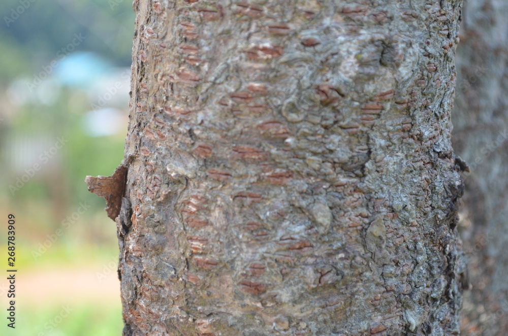 Obraz premium Beautiful Green Tree in Nature