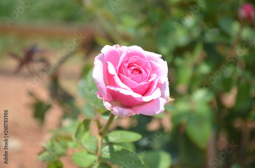 Beautiful and Cute Pink Flower in Garden