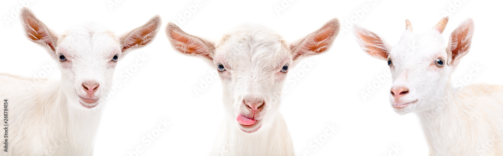 Fototapeta premium Portrait of a three funny goat isolated on white background
