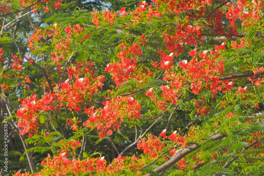 Peacock Flower tree, Flamboyant, The Flame Tree, Royal Poinciana, beautiful Thai red flower blossom on tree branches with nature background.