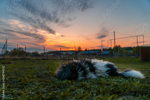 sleeping portrait of a Havanes? dog on the background of a beautiful sunset sky and sunlight during a walk in the spring. natural landscape photo