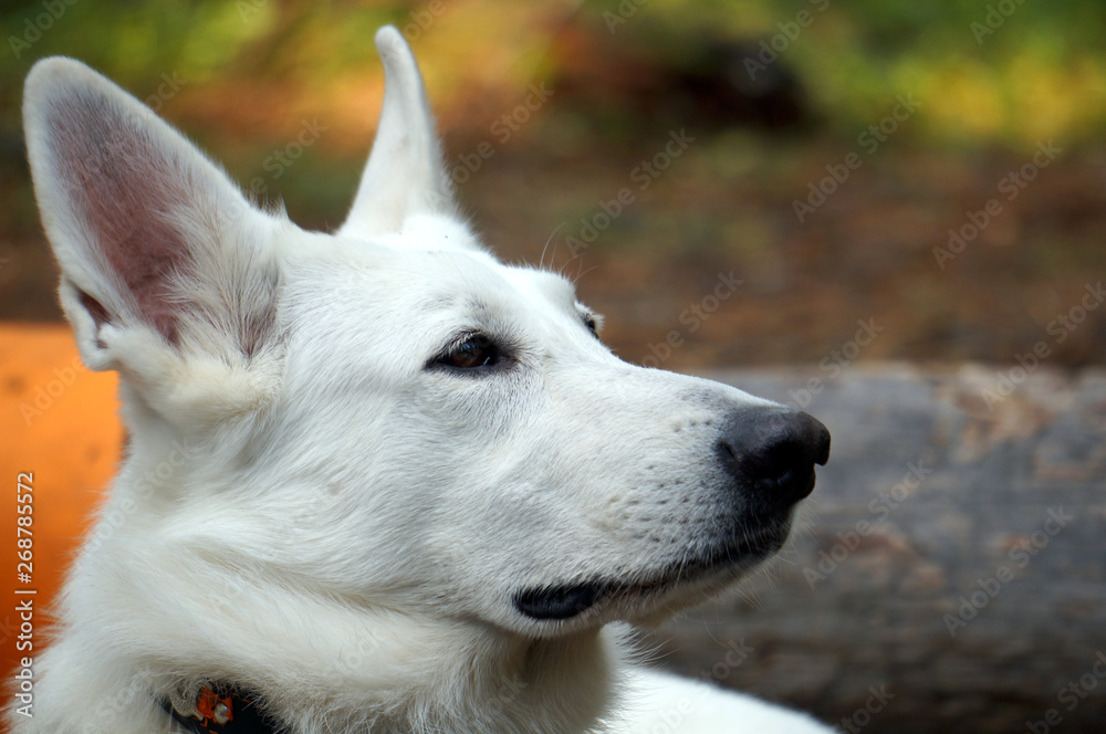 portrait of a dog