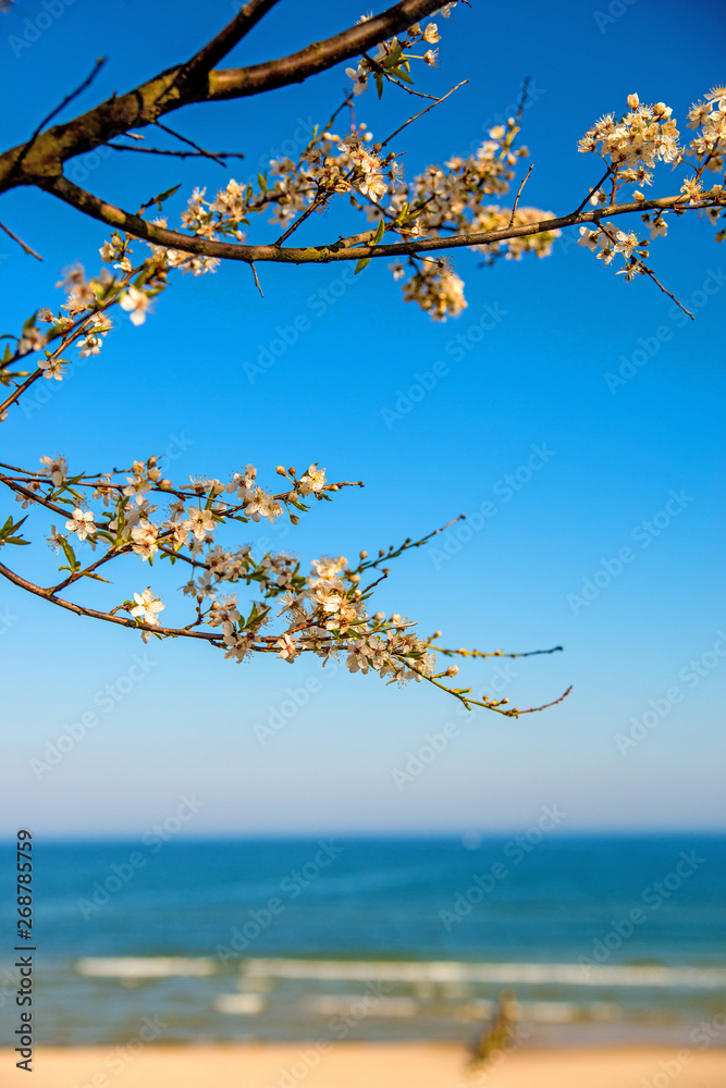 Baltic sea, pear blossom on a beach promenade Baltic sea, pear blossom on a beach promenade
