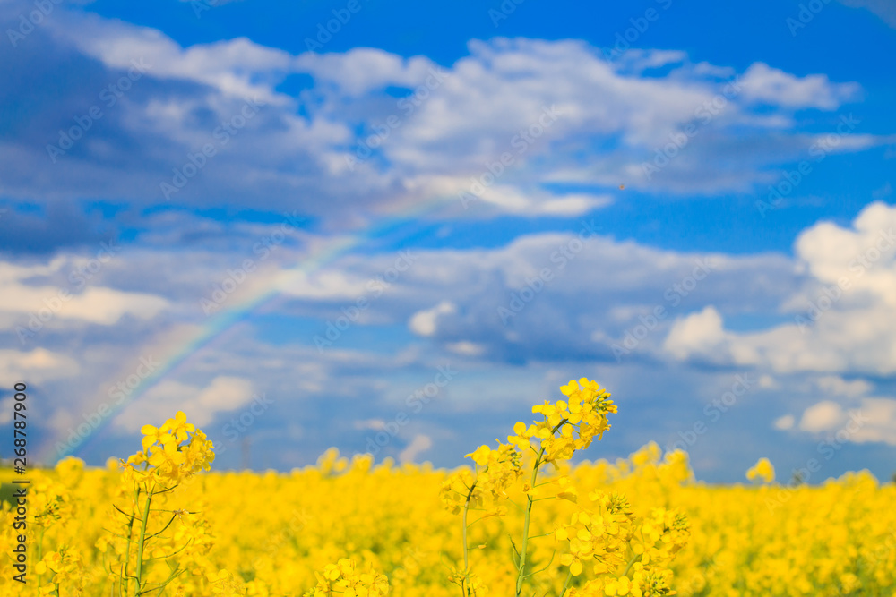 Obraz premium rapeseed field with a rainbow in the sky