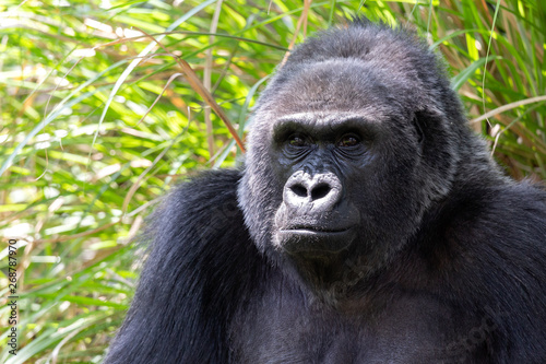 Close up Gorilla portrait near green grass