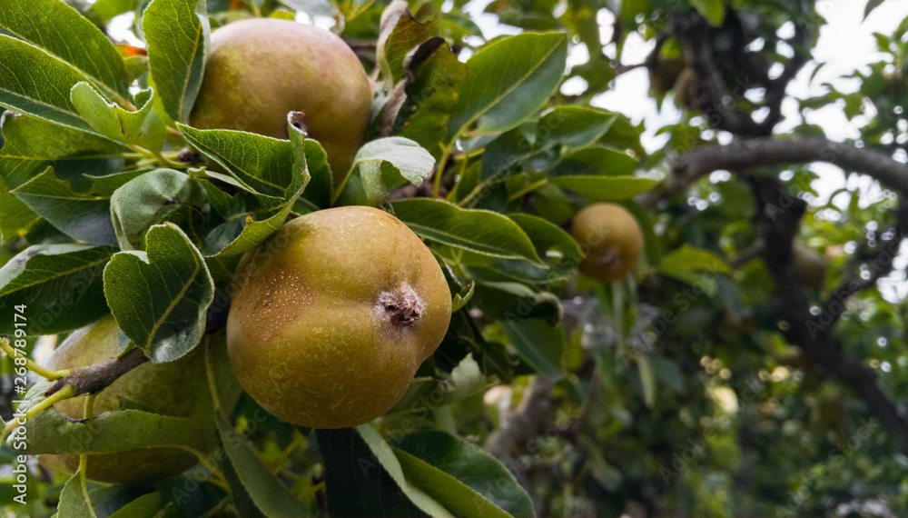 Pears growing on a tree in an orchard Pears growing on a tree in an orchard