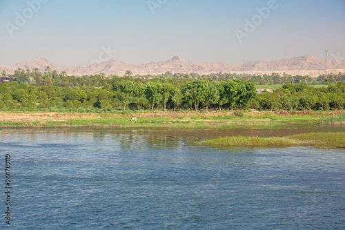 Lush vegetation in the vicinity of Armant  south of Luxor