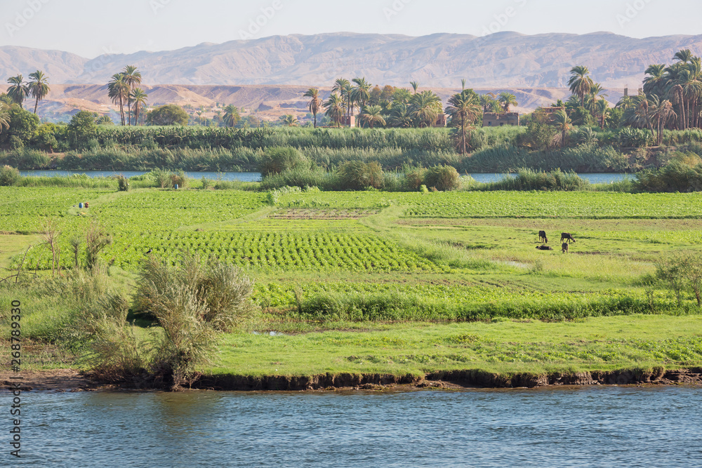 Agriculture on Armant Island, south of Luxor