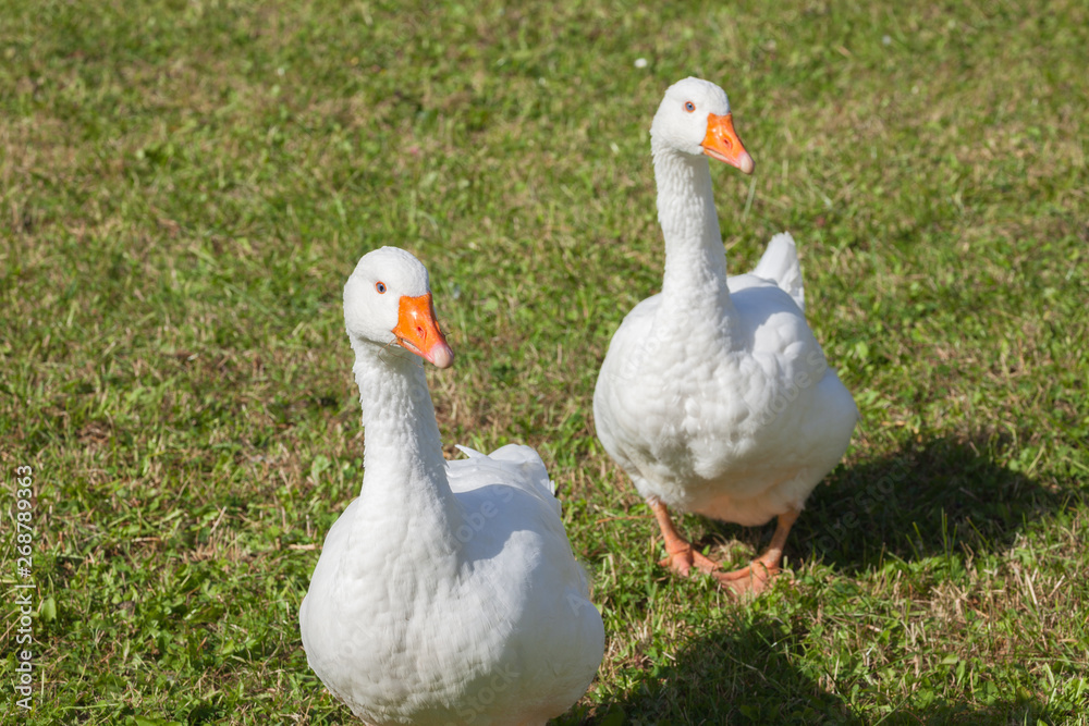 Some ducks in a green pasture in Dolomites area Some ducks in a green pasture in Dolomites area
