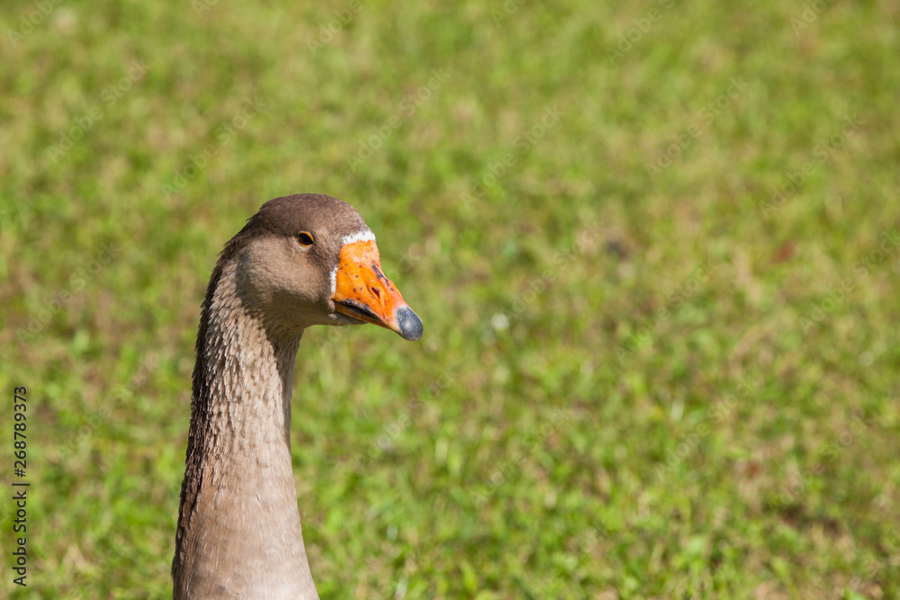 Some ducks in a green pasture in Dolomites area Some ducks in a green pasture in Dolomites area