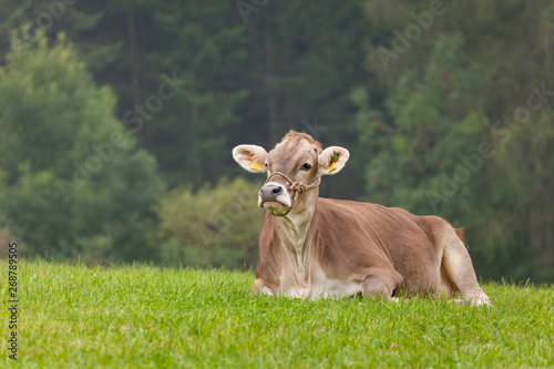 A brown alpine cow resting in a green pasture in Dolomites area