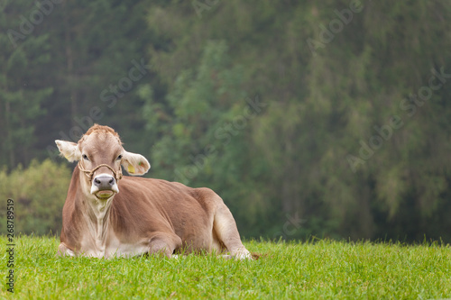 A brown alpine cow resting in a green pasture in Dolomites area