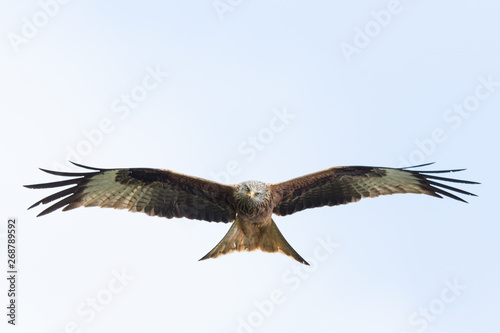 close-up flying red kite (milvus milvus) bird