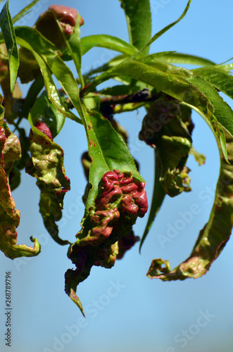 Peach leaves with leaf curl (Taphrina deformans) disease. Branch of peach with defected leaves. photo