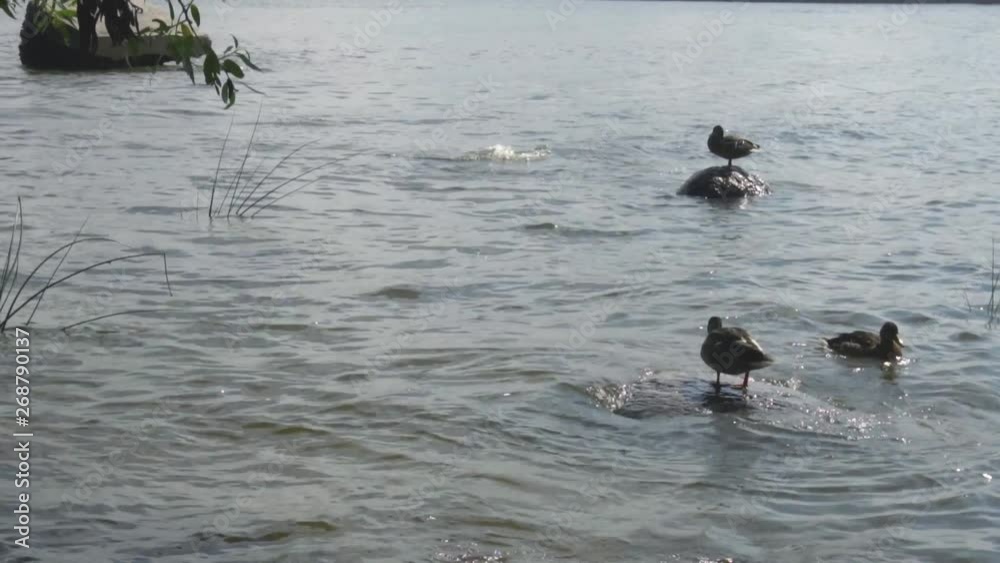 ducks are sitting on stones near the shore ducks are sitting on stones near the shore