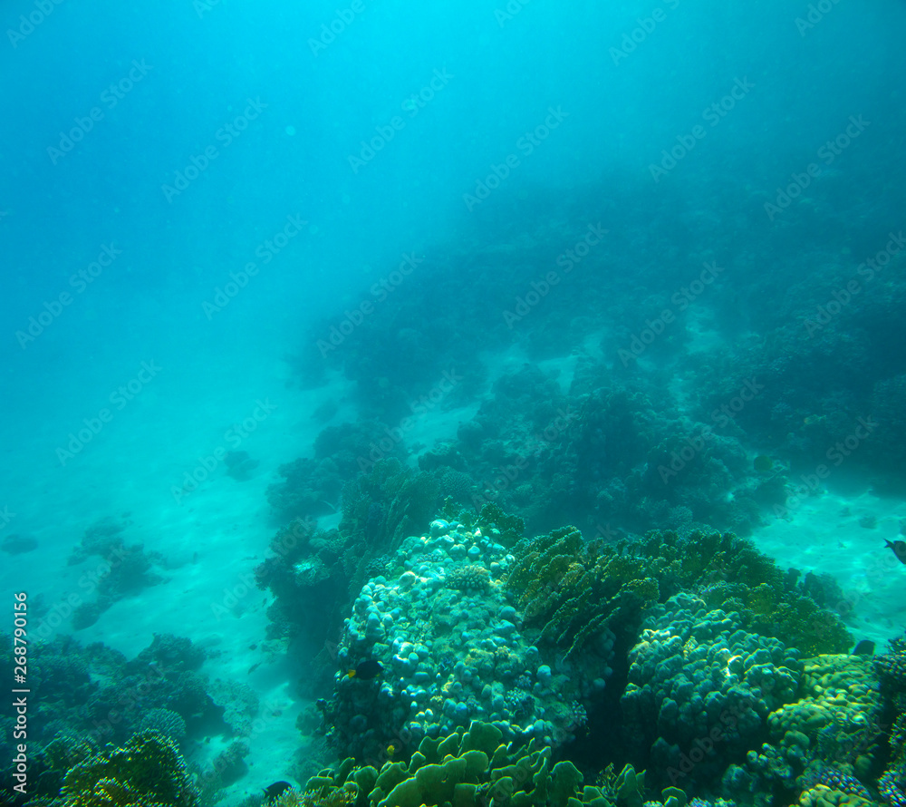 sea fish, coral reef, underwater