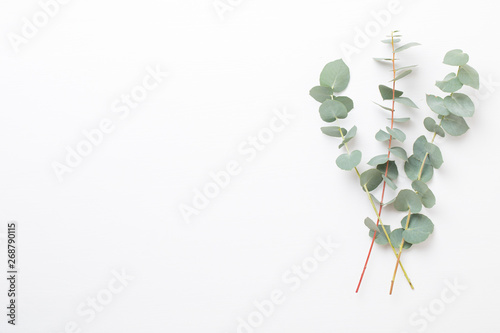 Flowers and eucaaliptus composition. Pattern made of various colorful flowers on white background. Flat lay stiil life.
