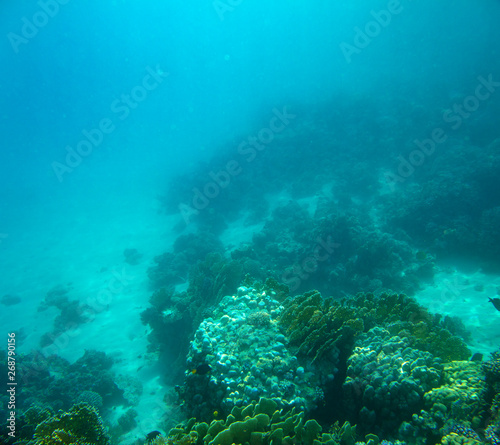sea fish  coral reef  underwater
