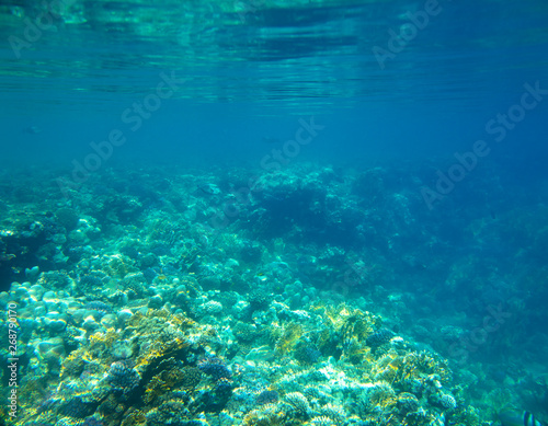 sea fish, coral reef, underwater © vadim_fl