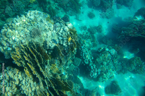 sea fish  coral reef  underwater