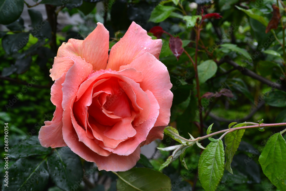 Blooming pink rose flower with water drops on green leaves background in the garden after rain. Blooming pink rose flower with water drops on green leaves background in the garden after rain.