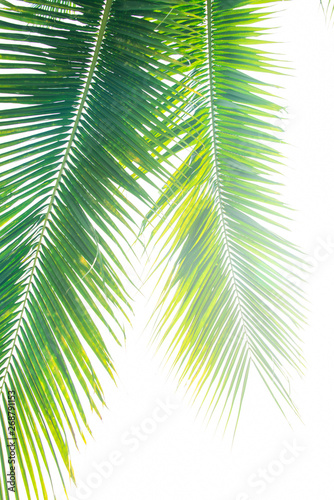 Detail of coconut trees leaf in public park background