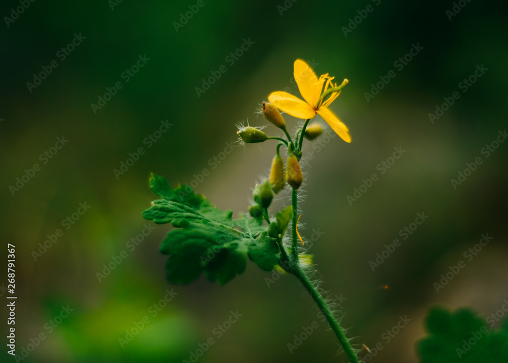 Yellow flower with green leaves Yellow flower with green leaves