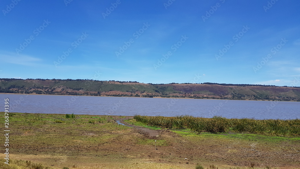 Fototapeta premium lovely pictures of animals and landscape scenery