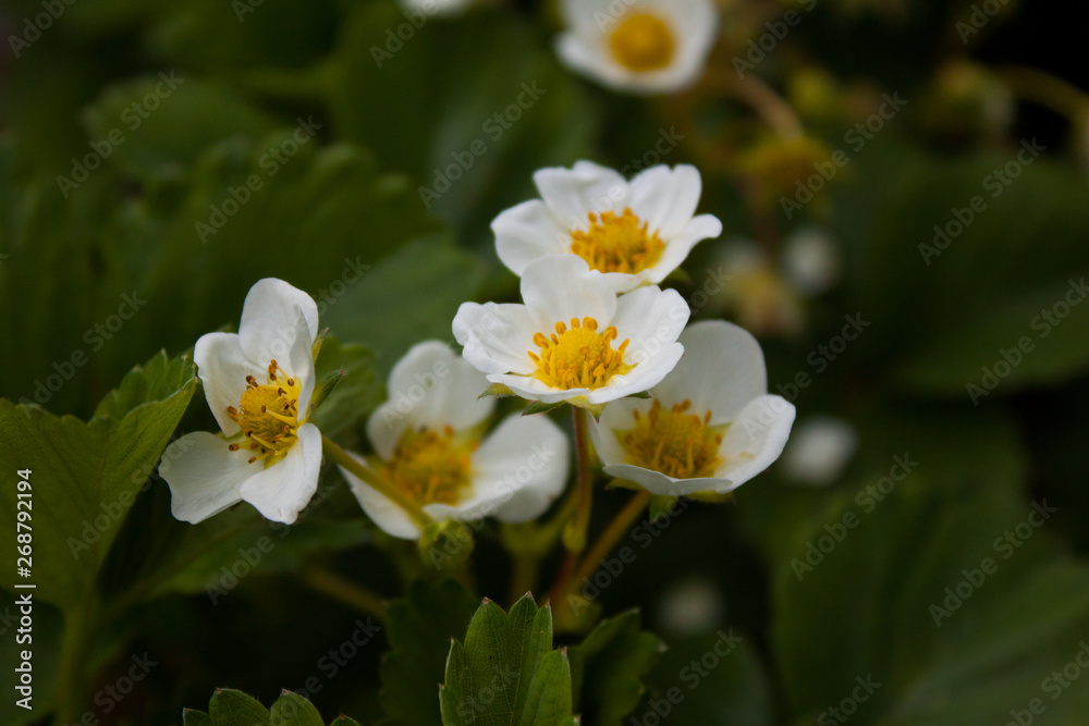 spring strawberry flowers closeup macro spring strawberry flowers closeup macro