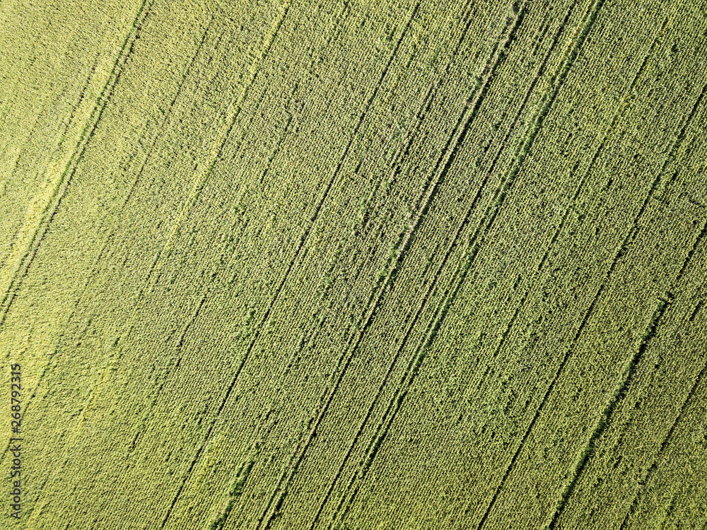 Aerial drone photography. Flying over the cornfield Aerial drone photography. Flying over the cornfield
