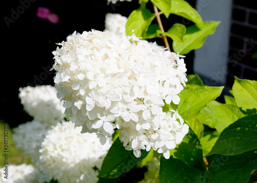Tablou pe pânză Hydrangea paniculata Limelight - Rispenhortensie