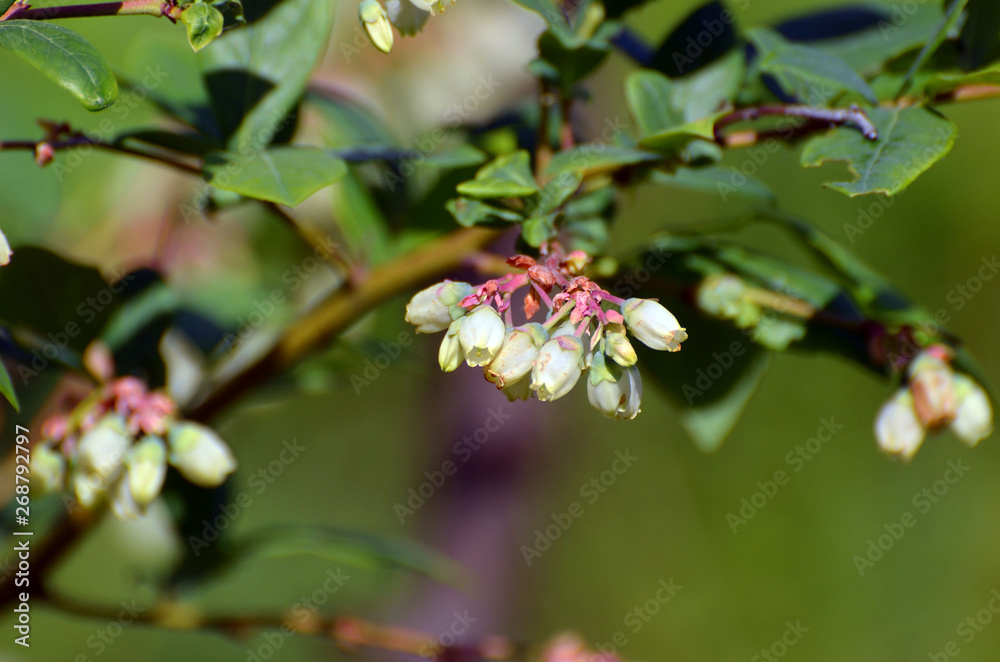 Blueberry branch Vaccinium corymbosum, which is in the stage of budding and flowering. There is a flowering branch of large blueberries. Pink blueberry buds are on a green background. selective focus Blueberry branch Vaccinium corymbosum, which is in the stage of budding and flowering. There is a flowering branch of large blueberries. Pink blueberry buds are on a green background. selective focus