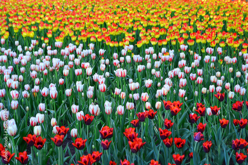 Beautiful Wallpaper With Tulips In The Garden Park