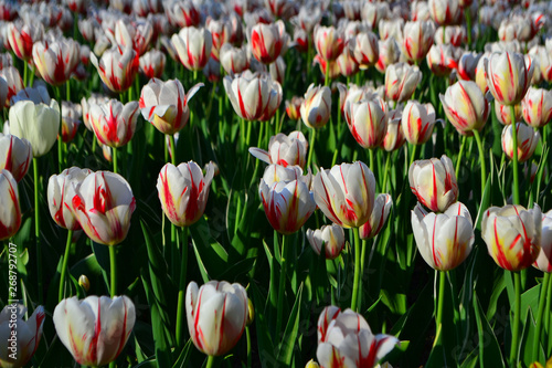 Beautiful Wallpaper With Tulips In The Garden Park